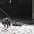 被掩埋的屋子前, 有兩隻狗.