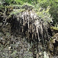 順著植物的根部, 向下形成鐘乳石柱.