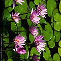 Water lilies.jpg