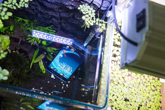 玩真的防水手機 P-02E (2) 再來下魚缸! @3C 達人廖阿輝 883959_10200181698919430_655102169_o