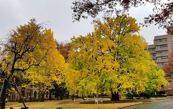 2022年11月23日 東京大學 / 小石川後樂園 / To