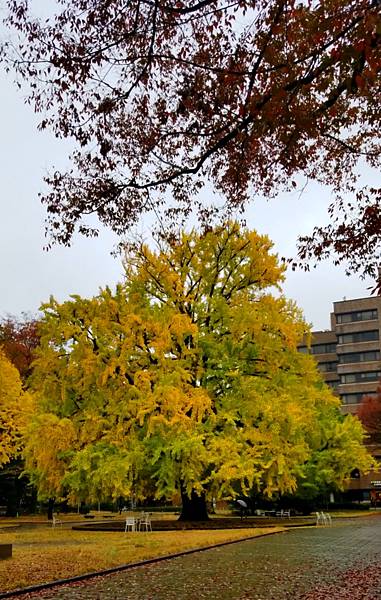 2022年11月23日 東京大學 / 小石川後樂園 / To