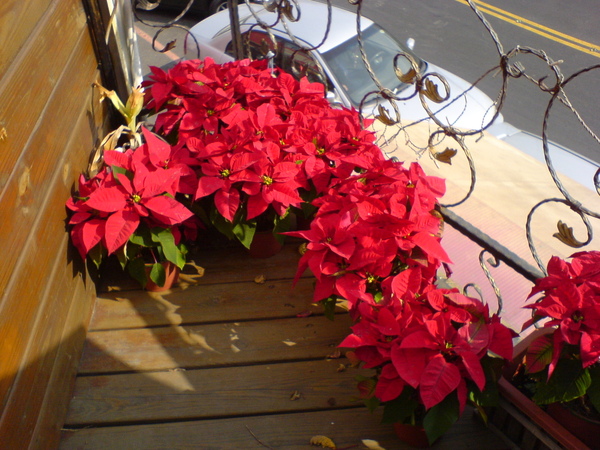  好有聖誕節氣氛呀