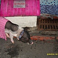  在東區遇到店家外面的小豬不時會發出恐怖的豬叫聲 還有長長獠牙耶  