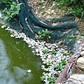  油桐花在池子中載浮載沉 
