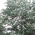  白雪繽紛的油桐樹 