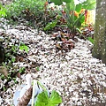  哇~油桐花鋪滿了地面 