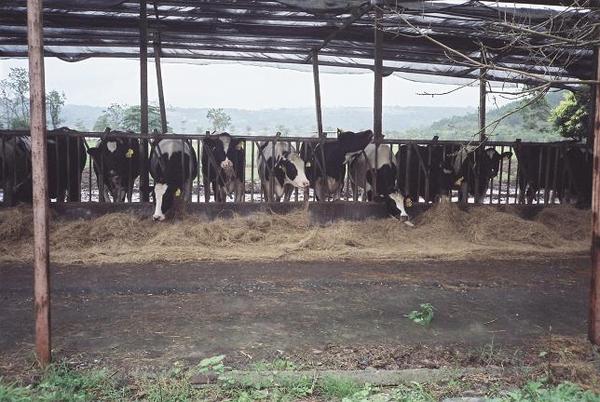 95年瑞穗牧場牛群