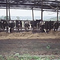 95年瑞穗牧場牛群