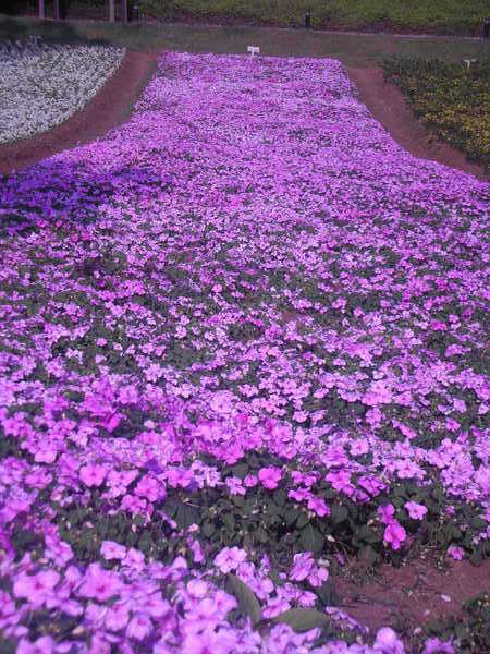 紫色花毯