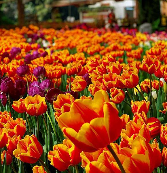 林老與我在杉林溪遇見鬱金香