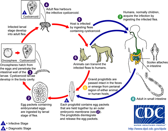 Dipylidium_LifeCycle.png