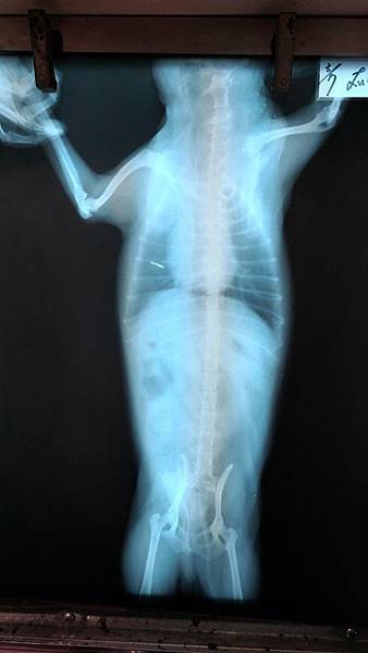老狗健康保養與醫療：氣管塌陷-2017時的X光片3.jpg