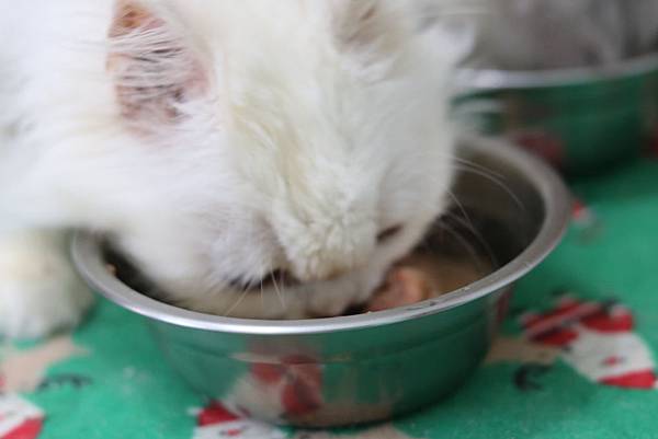 飼料以外, 你可以這樣濕食-德國馬克主食罐006.JPG