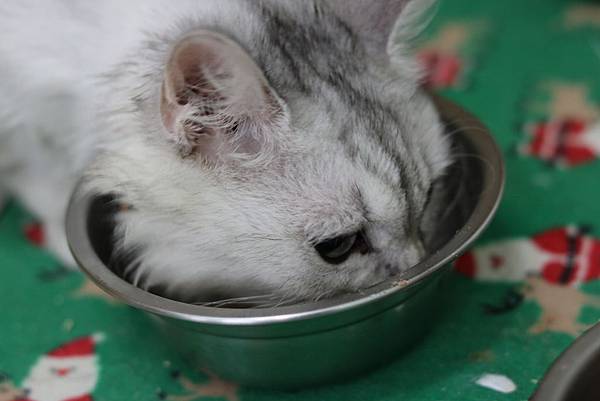 飼料以外, 你可以這樣濕食-德國馬克主食罐008.JPG