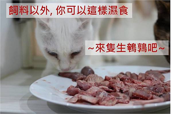 飼料以外, 你可以這樣濕食-來隻生鵪鶉吧封面.jpg