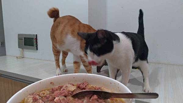 飼料以外, 你可以這樣濕食-德國歐卡尼主食005.jpg