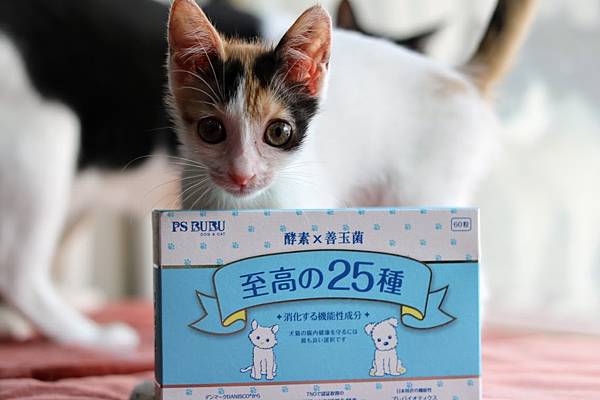 PSBUBU酵素益生菌004.JPG PSBUBU酵素益生菌004.JPG