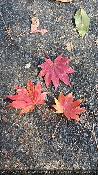 IMG_20141029_100250.jpg