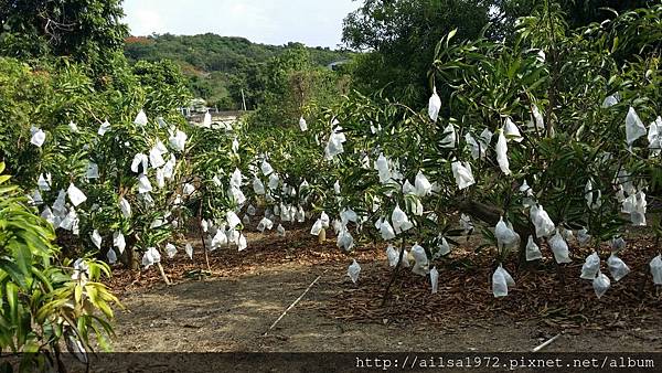 小琉球珊瑚芒果35925.jpg