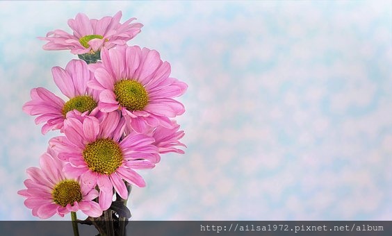 daisies-3199176__340.jpg