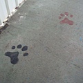 往貓村那邊的走道地上還畫有可愛的貓腳印呢