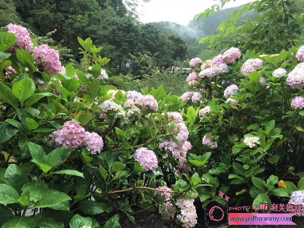 2017/07/04 杉林溪繡球花季