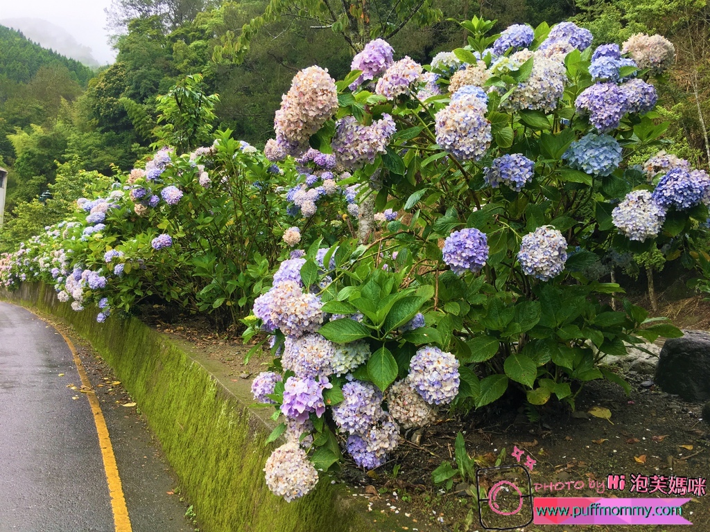 2017/07/04 杉林溪繡球花季