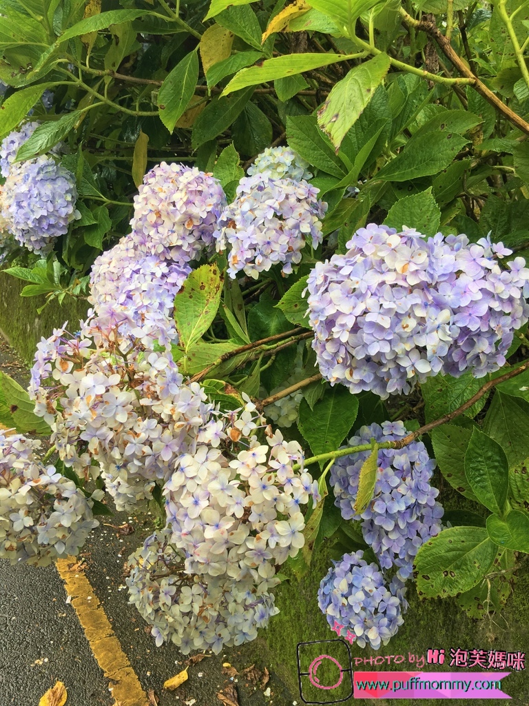 2017/07/04 杉林溪繡球花季