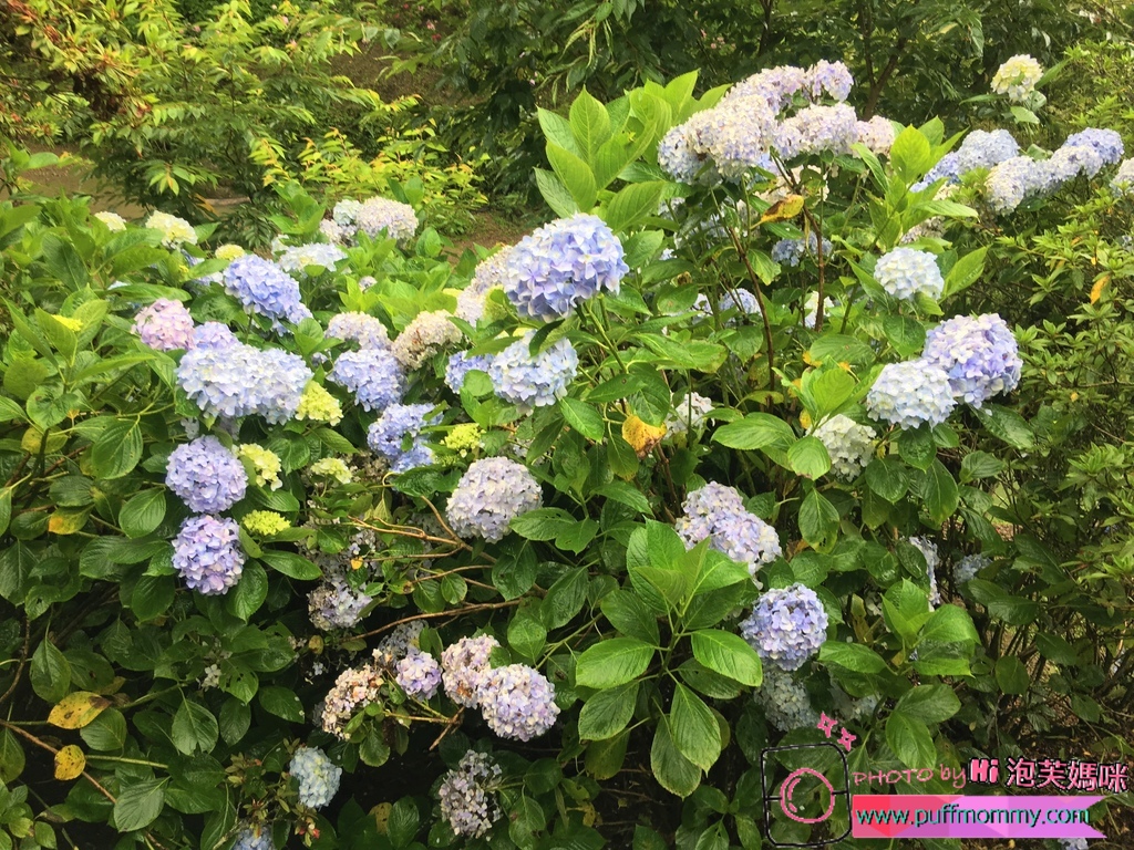 2017/07/04 杉林溪繡球花季