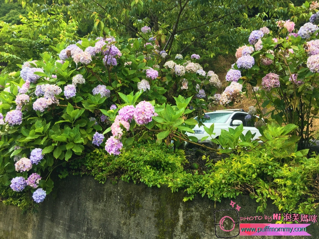 2017/07/04 杉林溪繡球花季