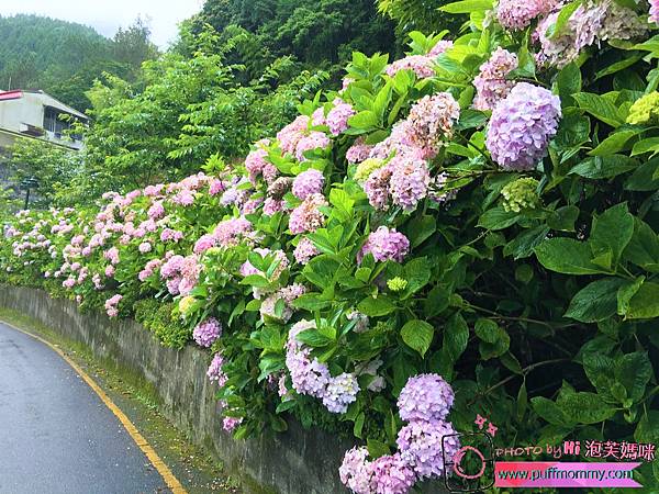 2017/07/04 杉林溪繡球花季