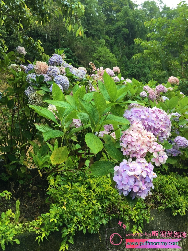 2017/07/04 杉林溪繡球花季