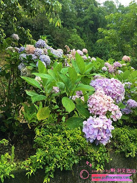 2017/07/04 杉林溪繡球花季