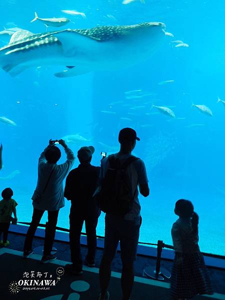 2019/04/14 美麗海水族館