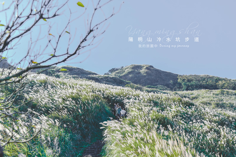 陽明山,冷水坑步道,銀白色芒草,七星山,夢幻湖,擎天崗,秋天限定,台北,冷水坑,季節限定,芒草,芒花,士林,小百岳,步道