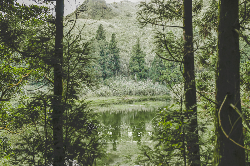 夢幻湖,陽明山,冷水坑步道,台灣水韭,観景平台,森林步道,靜謐湖泊,台北,士林,森林,打卡,拍照,IG,湖泊,捷運