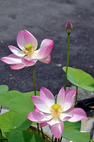 DSC_4383 DSC_4383