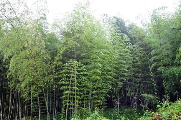 霧中行旅--竹林深處