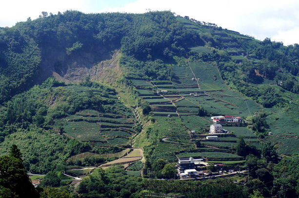 漫步雲端--太和樟樹湖茶區