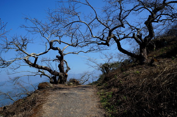 梅花三弄1—烏松崙賞梅趣