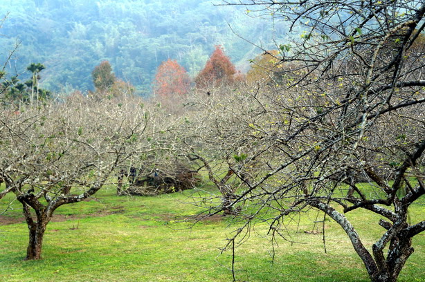 梅花三弄3—牛稠坑(柳家梅園)悠然賞梅綠地