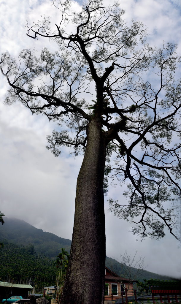 遺忘的麵粉公路(嘉159甲線)上的山光雲影--頂笨仔社區的故事