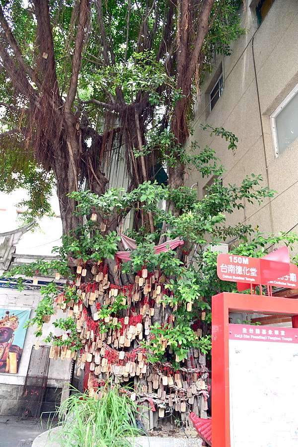 府城花開紛飛時 漫遊孔廟莿桐花巷 賞鳳凰花 台南大學紅磚牆外黃金雨 海龜獵人 痞客邦 府城花開紛飛時 漫遊孔廟莿桐花巷 賞鳳凰花 台南大學紅磚牆外黃金雨 海龜獵人 痞客邦