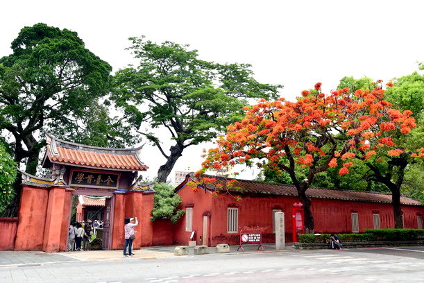 府城花開紛飛時~~漫遊孔廟莿桐花巷、賞鳳凰花，台南大學紅磚牆外黃金雨