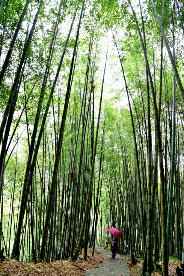 綠色竹林隧道~~瑞里一帶的優美翠綠竹林步道