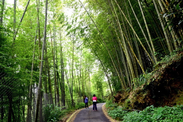 隙頂傳說~~二延平步道上的雲霧飄渺