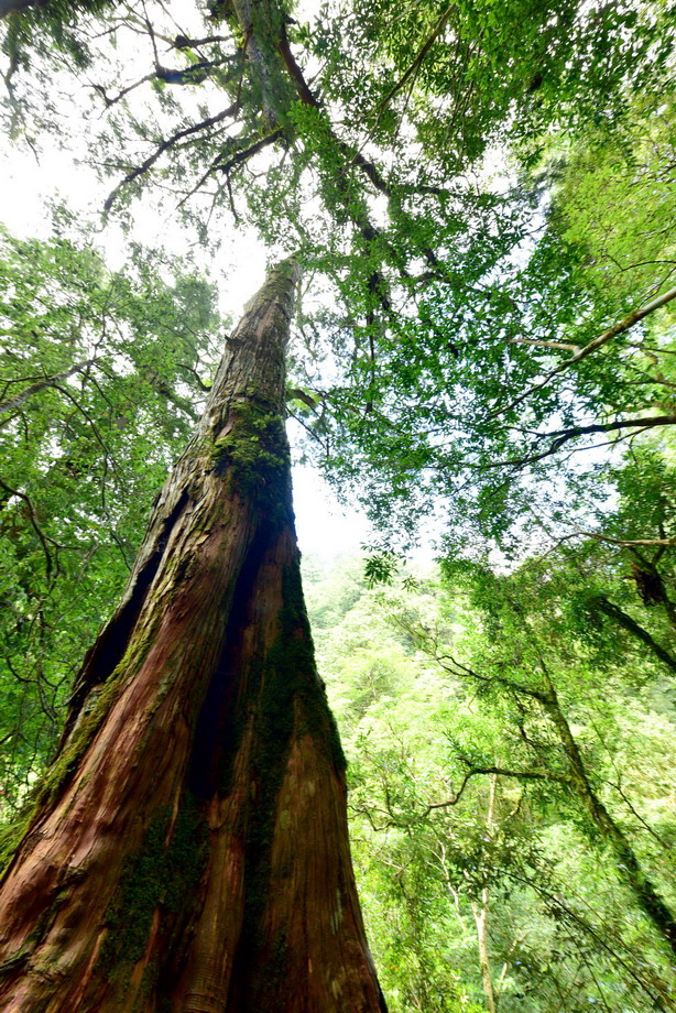 檜木林中森呼吸 拉拉山神木 巨木 群巡禮 海龜獵人 痞客邦