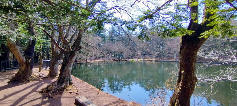 來日本東京近郊輕井澤站單車漫遊~~雲場池(天鵝湖)、榆樹街小