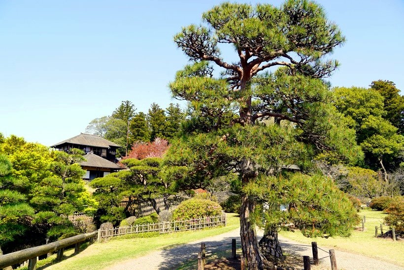 日本東京尋櫻記B~~遊茨城縣水戶市「日本三大名園」之偕樂園